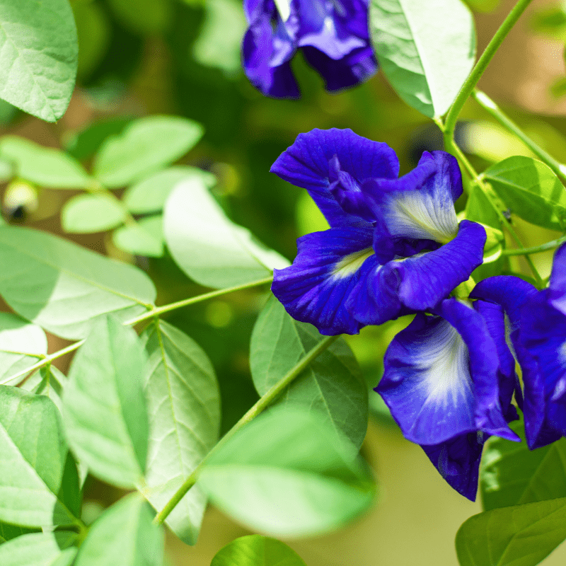 Fleurs de Pois Papillon BIO - MA PLANETE BEAUTE